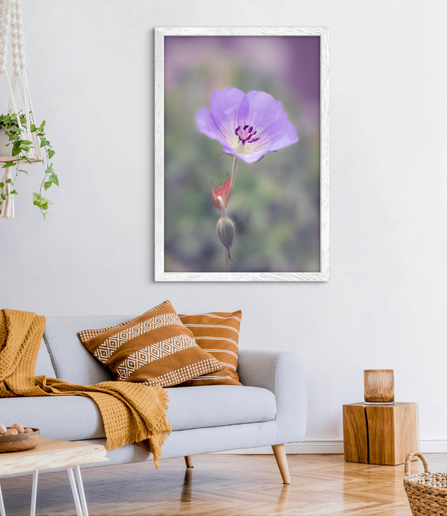 A delicate purple Geranium Azure Rush flower stands gracefully against a soft, blurred background, showcasing its vibrant petals and intricate stamen. The gentle hues and details create a serene and calming atmosphere.
