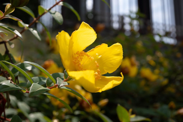 黄色いキンシバイの花が日の光を受けている。/ 2025.06.02 鴨川の河原から