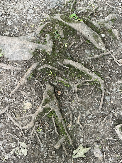 Grey tree roots in a dirt path
