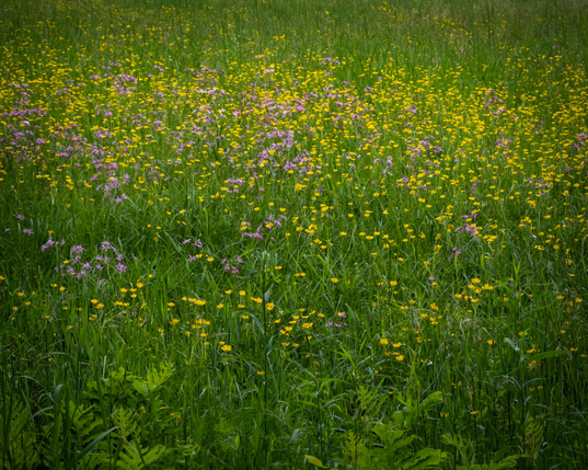 Meadow with buttercups, ragged robin, ferns, 2025-06-08 2:59pm. Shindagin Hollow State Forest, town of Danby, Finger Lakes, upstate New York.

Phone photo, Halide Raw Process Zero. Analog-like post in LR Mobile. 

Ragged robin (the magenta flower) is silene flos-cuculi. Although it's introduced, it's not that common in upstate New York -- I live in the country 20 miles away and have never seen it in our neighborhood. Shindagin is notorious for poor soil for farming; so maybe the conditions are more favorable for ragged robin than here.