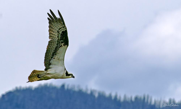 Large bird with black-and-white wings, banded tail, white body and black-striped white head, soaring against a pine-covered mountainous backdrop