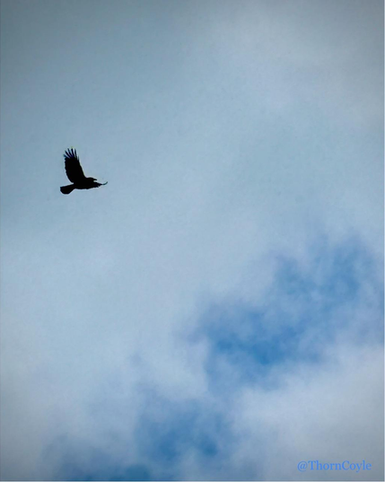 Crow in flight, wings in full stretch, tips curled up at the ends. Clouds behind.