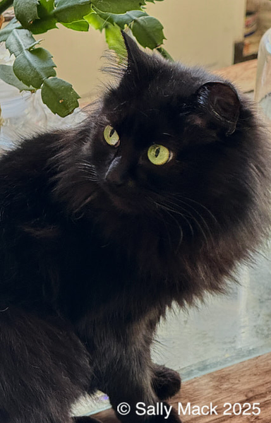Photo of a green-eyes black cat with long hair looking to the left of the photo. Head, both eyes and about half of her body can be seen.