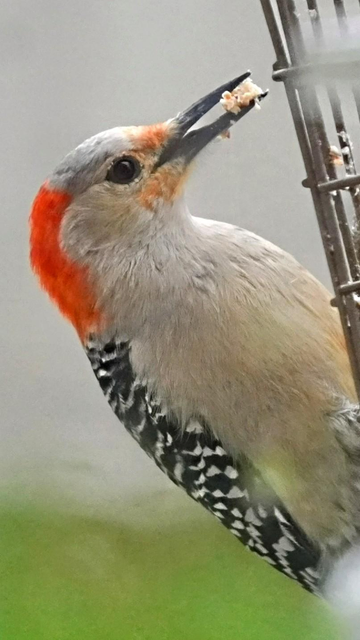 A red-bellied woodpecker eats suet from a cage feeder. 