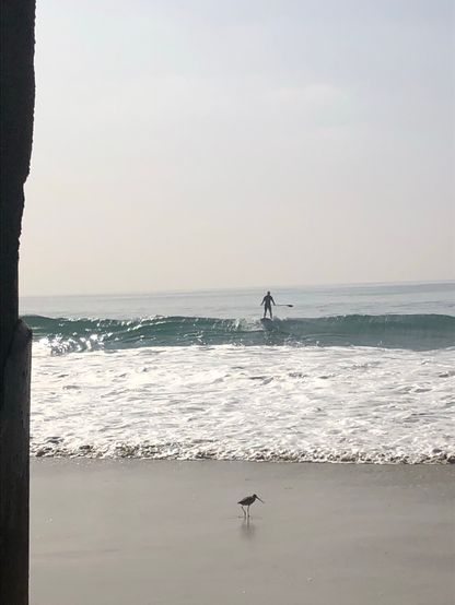 Small bird on the wet sand - waves crashing behind it 
