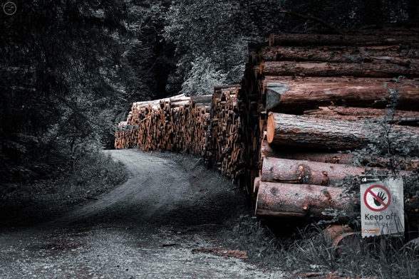 Colour drained shots of log piles on forest road in forestry woodland