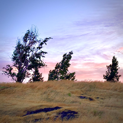 Trees blow in the wind on a shallow hillside of light brown grass against a blue, purple, and red morning sky.