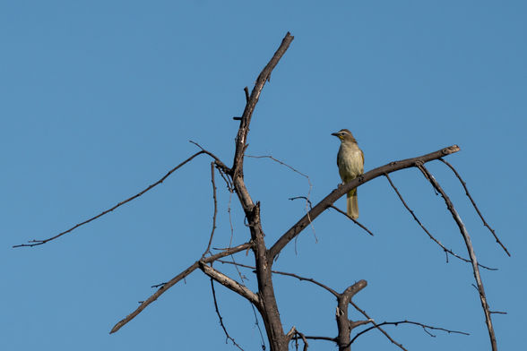 A white-browed bulbul perched on a leafless, thorny branch against clear blue sky.