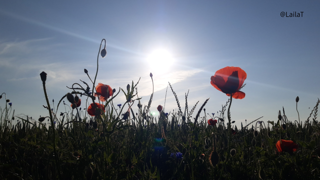 Mohnblumen am Feld im Gegenlicht. Einige Blüten leuchten rot, andere sind noch geschlossen. Die Sonne steht am blauen Himmel und durchstrahlt das Bild diagonal.