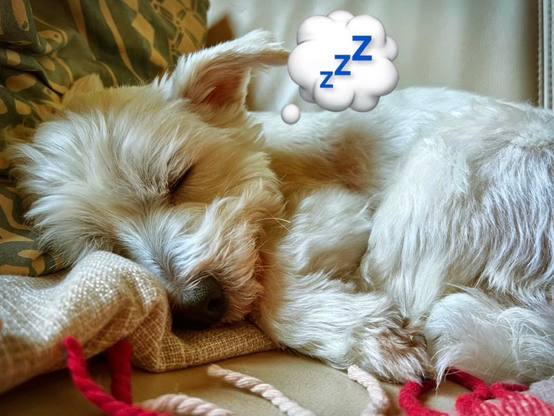 Ein kleiner weißer Hund schläft friedlich auf einer Couch, mit geschlossenen Augen und einer Gedankenblase, die "zzz" zeigt, um anzuzeigen, dass er träumt. Eine rot-weiße Wolldecke liegt vor dem Hund.

A small white dog is sleeping peacefully on a couch, with its eyes closed and a thought bubble showing "zzz" to indicate it is dreaming. A red and white wool blanket is in front of the dog.