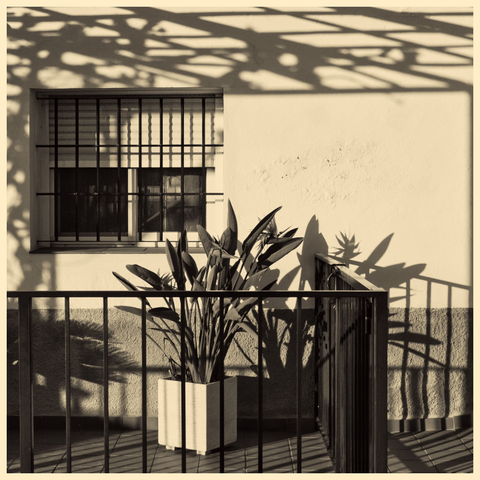 Quadratisches Format, sepia: Im Vordergrund ein Gitter als Terrassenabgrenzung, dahinter eine Streliziapflanze im Topf, Schatten der Pergola , links ein vergittertes Fenster, sehr spätes Abendlicht.