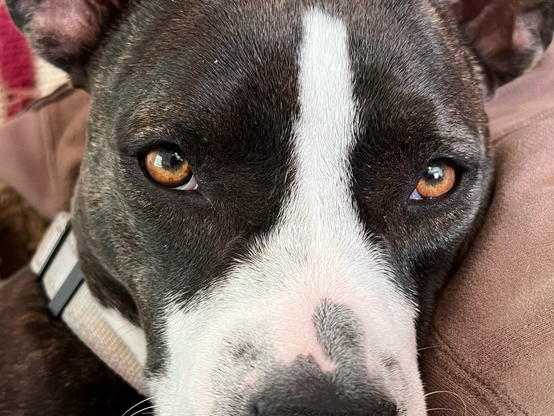 Closeup of my dog’s face. Brindle with white between her serious amber eyes, widening to envelop her whole snout. No ear tips or nose visible, but a tight focus on the eyes staring directly, calmly, into the camera