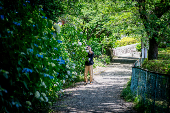 紫陽花が咲き並ぶ道、写真を撮る男性