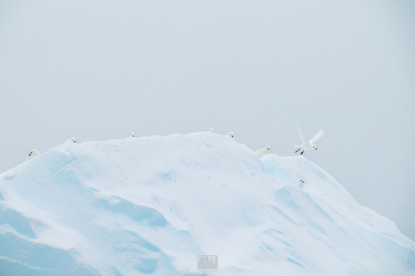 A snow petrel taking off from the tip of an iceberg

Sony A1 ii, Sony 300mm GM + 2x TC - 1/1000, f/5.6, ISO 1200