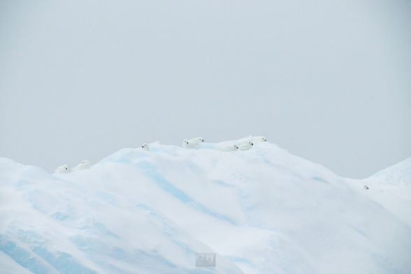 Snow petrels resting atop an iceberg

Sony A1 ii, Sony 300mm GM + 2x TC - 1/1000, f/5.6, ISO 1200