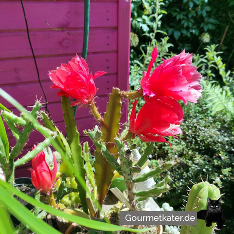 Kaktus mit Blüten