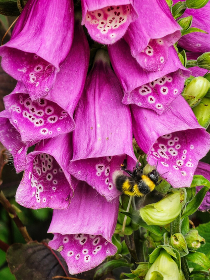 A close-up shot of vibrant purple foxglove flowers with a fluffy bumblebee nestled amongst the blossoms. The foxgloves have distinctive speckled interiors, and the bee is prominent with its black and yellow stripes, seemingly foraging for nectar. Green buds and foliage are visible in the background.