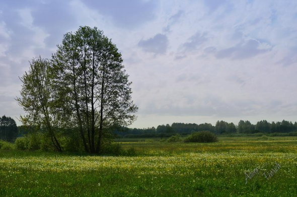 Juicy-green meadow with few trees on the left and blue - pinkish sky with patches of clouds