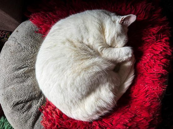 White cat asleep