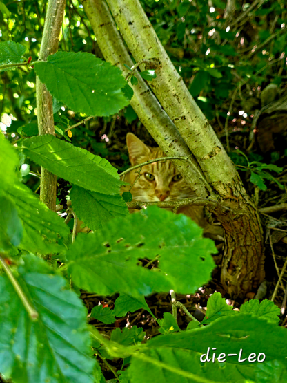 In der Hitze des Gartens - Bigfoot unsere Katze.