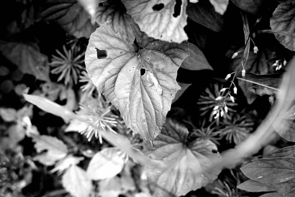 This photograph shows a large, textured leaf with several small holes and blemishes, positioned prominently in the center. Surrounding it are darker, overlapping leaves and spiky, radial plant forms that create a layered, dense background. A blurred arc, possibly a stem or blade of grass, curves through the lower part of the frame, adding a sense of depth and motion.