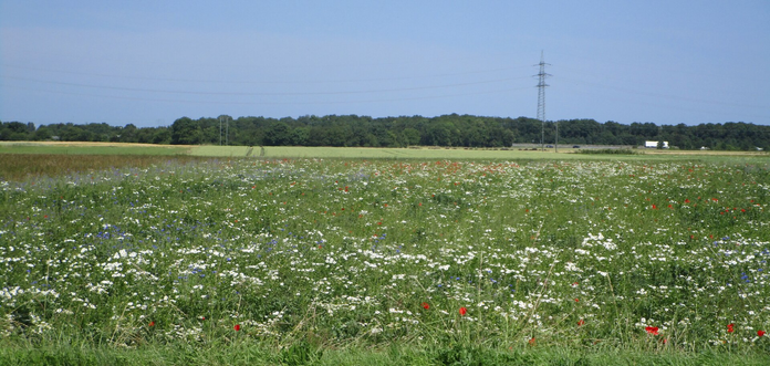 Biking from Neuss to Cologne between potato and rapeseed fields I found an insect paradise *.*

A wide field of wildflowers, mostly white daisies with some sprinkles of blue cornflowers and dots of red poppies in the sun. Afar a line of trees around the highway and a lonely electric tower below a spotless babyblue sky.