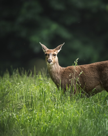 A black-tailed deer is photographed near a road on Vancouver Island.