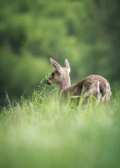 A black-tailed deer is photographed near a road on Vancouver Island.
