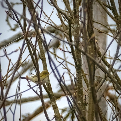 Willow warbler in a bush, branches around