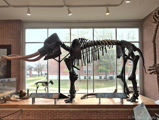 Skelett eines Mastodons, ausgestellt im Earlham College in Richmond, Indiana, USA.