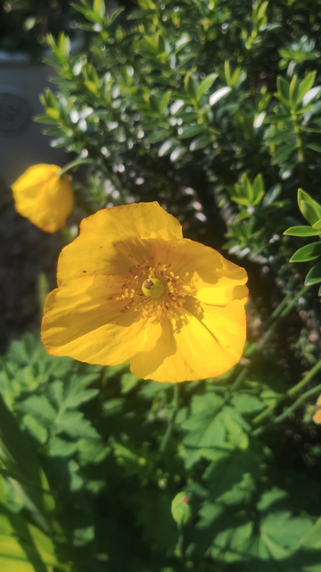 Bright yellow flower basking in the sunlight