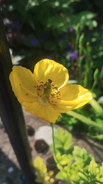 A bright yellow flower, part in sunshine, part in shade