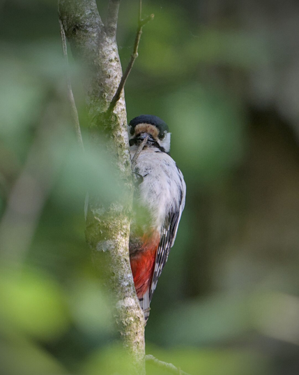 Woodpecker perched on a tree trunk, partially obscured by branches and leaves. The bird has a black cap, white face, and red feathers on its belly, with blurred green foliage in the foreground and background.