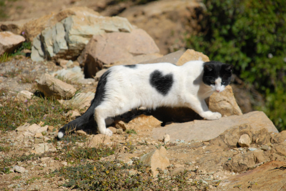 A mostly white cat with a partly black furred head and tail and a almost heart shaped patch on the right side