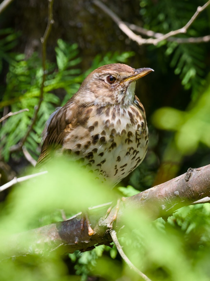 A young blackbird perches calmly on a branch surrounded by lush green foliage. Sunlight filters through the leaves, highlighting the bird's speckled chest and watchful eye. Its earthy brown feathers blend harmoniously with the natural background.