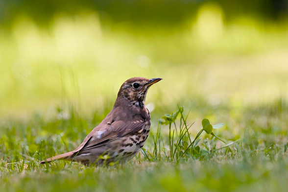 A young blackbird stands alert on a sunlit patch of grass, surrounded by delicate clover and greenery. The bird’s speckled chest and earthy plumage contrast with the soft, out-of-focus background of bright green, giving the scene a peaceful, natural atmosphere.