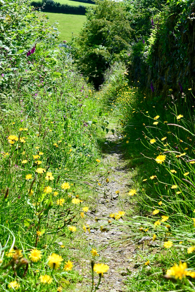 Yellow hawks beard flowers along a narrow path.