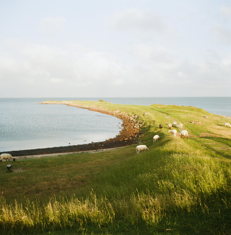 Square format photo of sheep grazing on an outcropping of grass that goes into the sea.