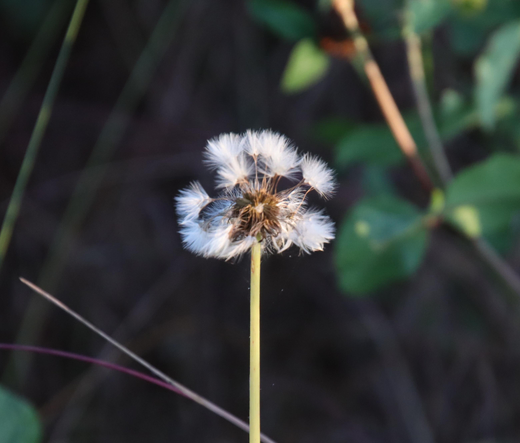 Diese uerrupfte Pusteblume hat es mir angetan.
Matzework 