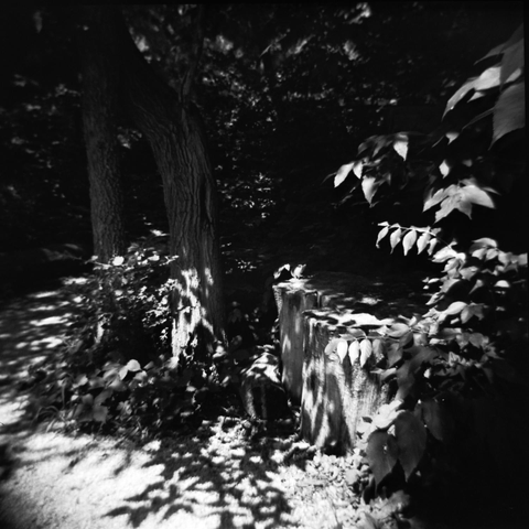 Play and interplay of leaves in sun and shadow.