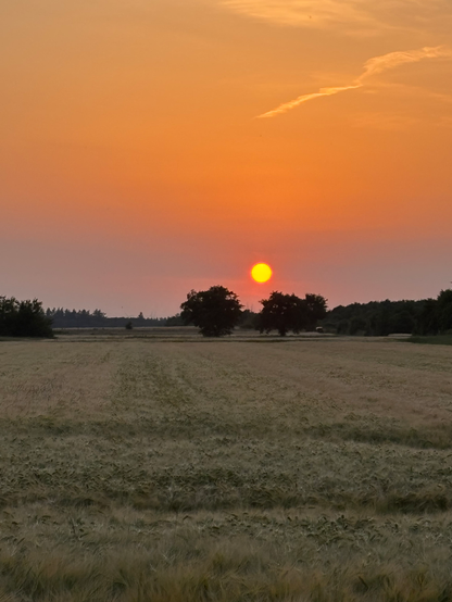 Im Vordergrund ein weiches gefühlt hellgrün wogendes Getreidefeld. Am Horizont sind verschwommen die Silhouetten von Bäumen und Sträuchern erkennbar. Mittig etwas rechts heben sich zwei nebeneinander stehende Laubbäume ab. Zwischen den Bäumen mittig leuchtet golden rotorange die Sonne und bemalt kräftig mit orangenen Farben den hauchzart bewölkten diesigen Himmel.