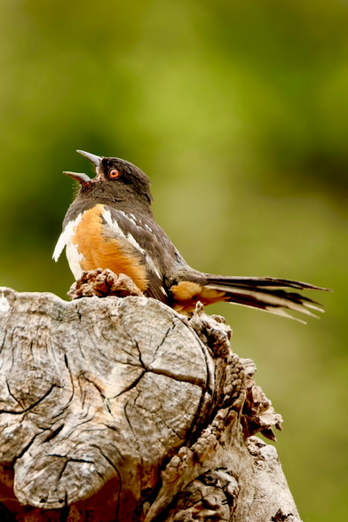A bird the color of coffee with cream with a brilliant red eye tilts his head back in song like a rock star.