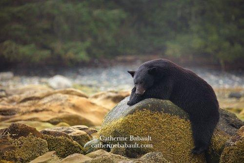 A chunky black bear sleeping on a big rounded boulder covered by yellow kelp.