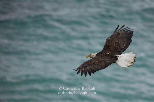 A bald eagle flying over the sea.