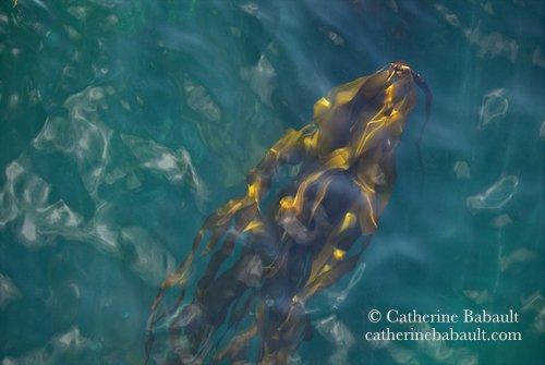 Kelp swaying in the the sea.