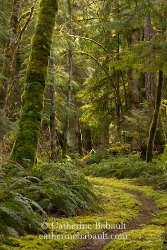 A narrow mossy trail leading into a forest with trees covered by moss. It is very green and very inviting.
