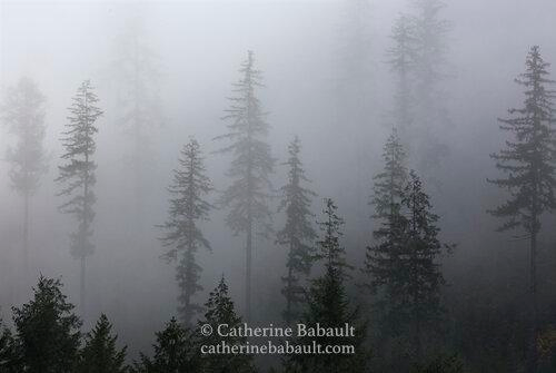 Tall fir trees wrapped in thick fog.