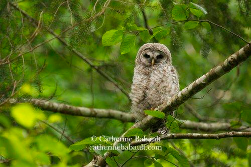 A young barred owl on a branch. The background is very leafy and green.