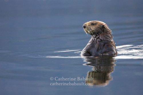 A sea otter upright in calm blue sea looking away.