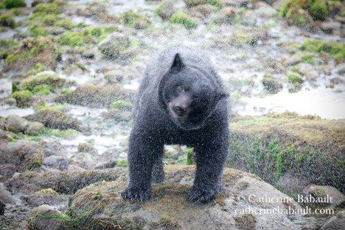 A chubby black bear shaking water off its fur while standing on a sandstone.